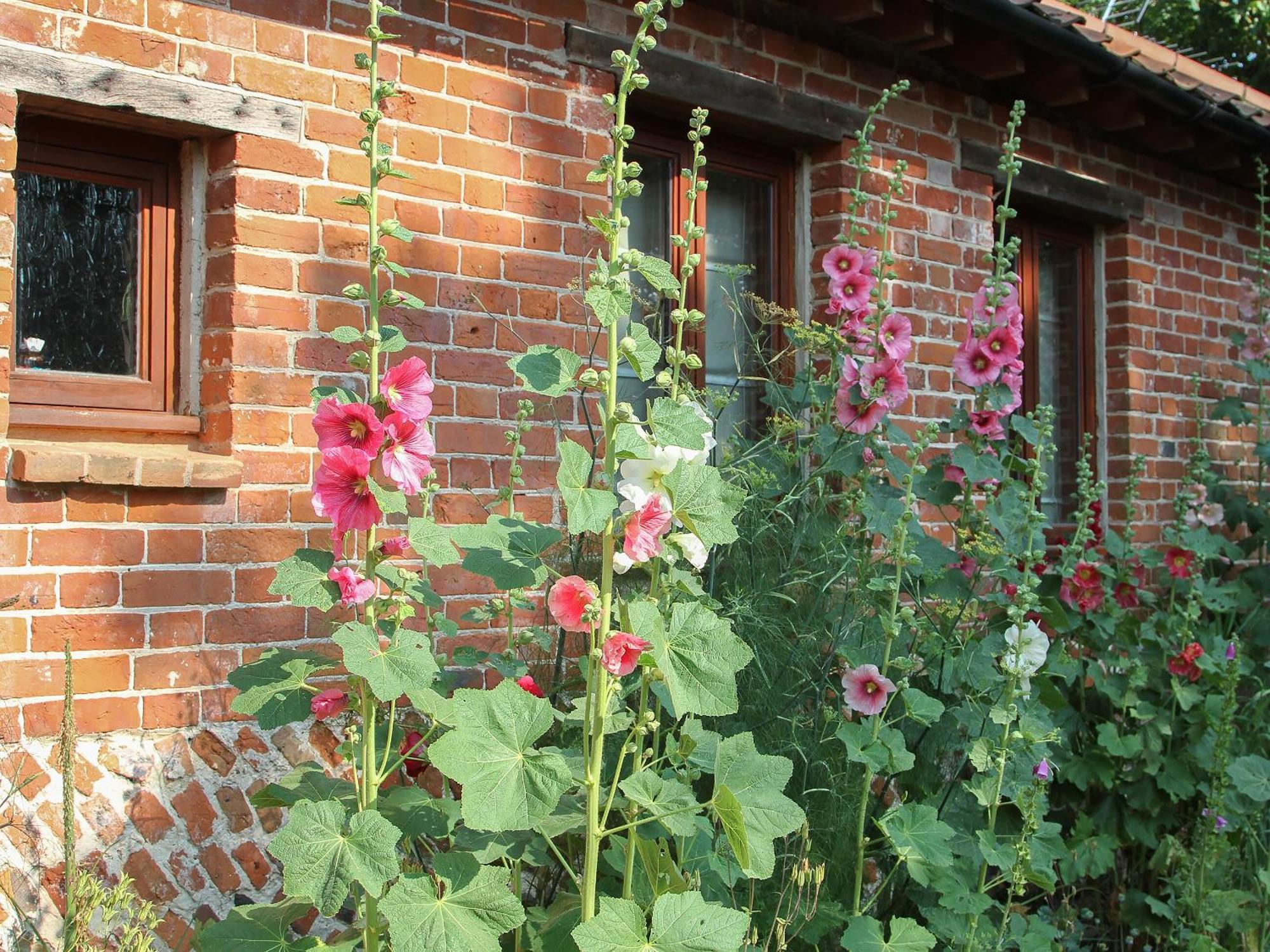 Elm Tree Barn Villa Felmingham Eksteriør billede